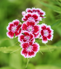 Hvozdík Super Parfait F1 - Dianthus Super Parf. Raspberry - semena hvozdíku - 16 ks