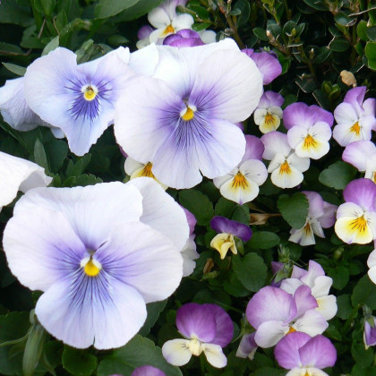 Violka rohatá Sorbet Icy Blue - Viola cornuta - semena violky - 20 ks