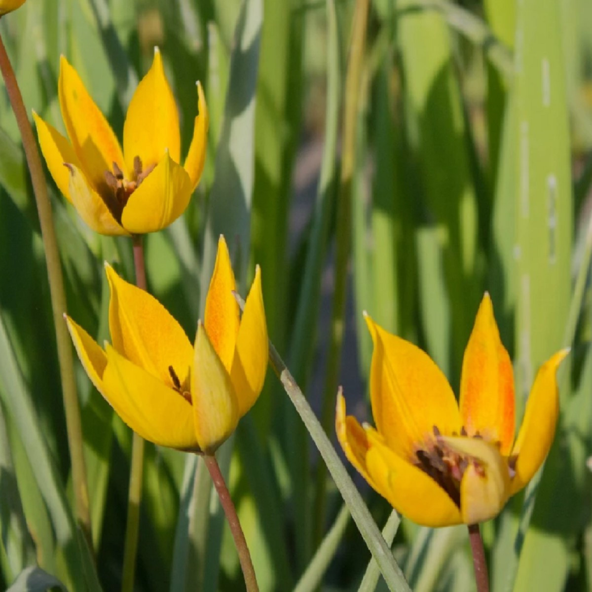 Tulipán lesní - Tulipa sylvestris - cibule tulipánu - 3 ks