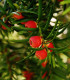 Tis červený - Taxus baccata - semena tisu - 5 ks