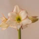 Hvězdník Picotee - Hippeastrum - cibule hvězdníku