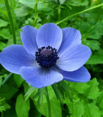 Sasanka Mr. Fokker - Anemone coronaria - hlízy sasanky - 3 ks