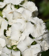 Hvozdík bradatý Sweet William - Dianthus barbatus - semena hvozdíku - 150 ks