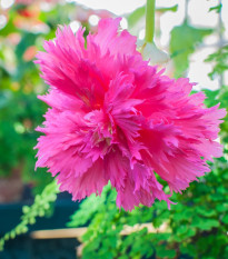 Begonie třepenitá růžová - Begonia fimbriata - hlízy begonie - 2 ks