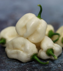 Chilli bílé Bhut Jolokia - Capsicum chinense - semena chilli - 5 ks