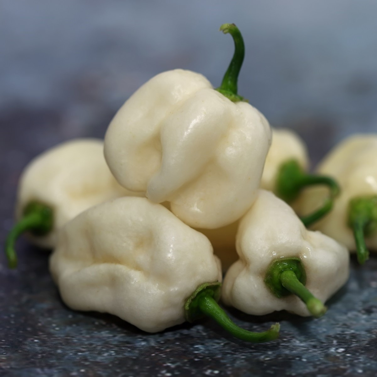 Chilli Bhut jolokia bílé – Capsicum chinense – semena chilli – 5 ks