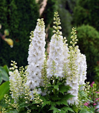 Stračka bílá - Delphinium solida - semena stračky - 100 ks