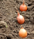 Cibule sazečka ozimá Shakespeare - Allium cepa - cibulky - 500 g