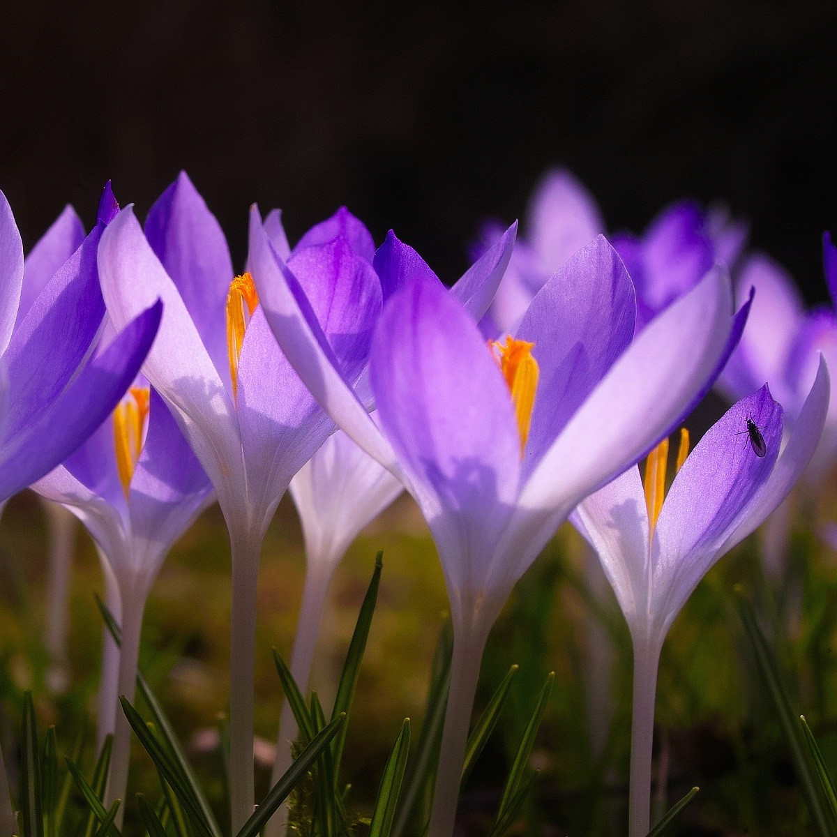 Krokus Tomasiniho Lilac Beauty - Crocus tommasinianus - hlízy krokusu - 3 ks