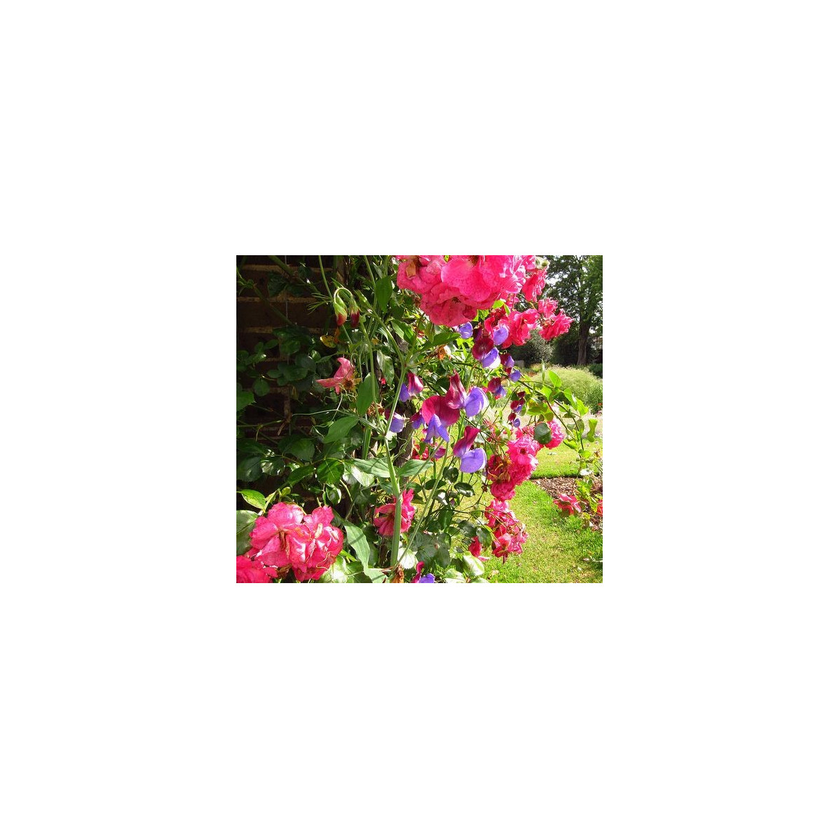 Hrachor vonný růžový - Lathyrus odoratus - semena hrachoru - 20 ks