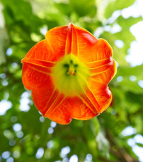 Durman krvavý - Brugmansia sanguinea - semena durmanu - 7 ks