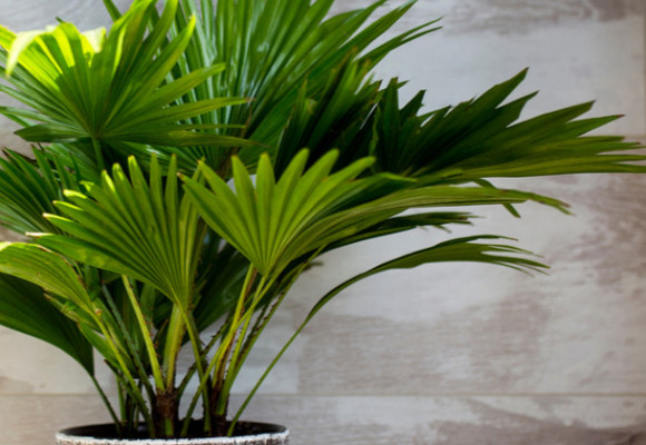 Palmy – krásná rostlina od semínka