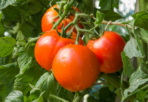 Na výsev rajčat je již pozdě, co vám nabídnou v zahradnických centrech a jakou zvolit odrůdu?
