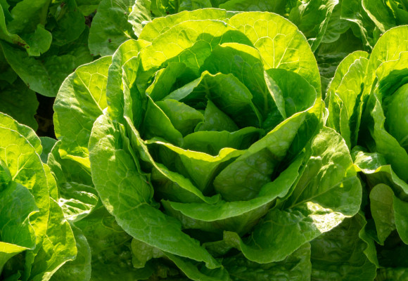 Vlastní čerstvý salát je nejlepší, jak ho pěstovat a sklízet až do zimy?
